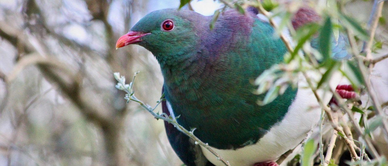 Kererū at Pūkaha, Wairarapa